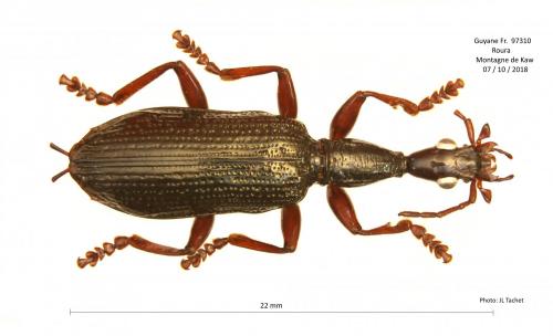 Réf. 222 511 : Agra sp.